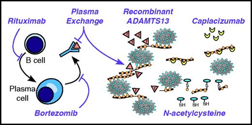 Figure 3. Targeting the pathophysiology of TTP. Anti-CD20 agents, such as rituximab, kill B cells and prevent their differentiation into plasma cells. Long-lived plasma cells may be targeted by agents with activity against multiple myeloma, such as bortezomib. Anti-ADAMTS13 autoantibodies are removed by plasma exchange. ADAMTS13 can be replaced by plasma exchange and potentially by recombinant ADAMTS13 (indicated by triangles marked with “r”). Large thrombogenic VWF multimers can be shortened by reducing agents like N-acetylcysteine. The thiol (SH) of N-acetylcysteine attacks and cleaves disulfide bonds of VWF, making smaller VWF multimers disulfide-linked (S) to the cysteine moiety. Inhibitors of VWF-platelet interactions, such as caplacizumab, can stop the progression of TTP in the absence of ADAMTS13.