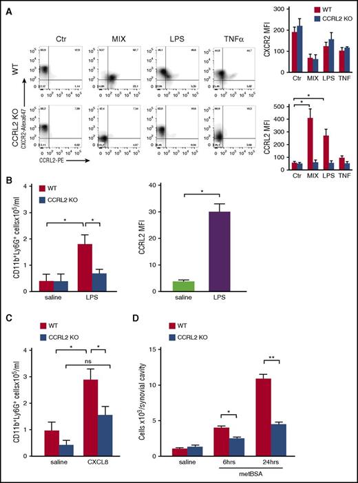 Figure 1. Defective neutrophil recruitment in CCRL2-deficient mice. (A) Cytofluorimetric profiles of CXCR2 and CCRL2 expression in purified BM neutrophils from WT and CCRL2-deficient mice (CCRL2 KO) stimulated with tumor necrosis factor α (TNF-α; 20 ng/mL), LPS (100 ng/mL), a combination of TNF-α, LPS, and 50 ng/mL interferon gamma (MIX), or medium for 18 hours. Cells were stained with a rat anti-mouse CCRL2 moAb followed by an anti-rat phycoerythrin (PE) moAb and with a rat anti-mouse CXCR2-Alexa Fluor 647 moAb. Representative plots from 3 independent experiments are shown in the left panel; right panels show summarized results of single CXCR2 and CCRL2 staining. (B-C) Peritoneal recruited cells from WT and CCRL2 KO mice injected intraperitoneally with (B) LPS (15 ng per mouse) for 2 hours or (C) CXCL8 (300 ng per mouse) for 4 hours. Control mice received sterile phosphate-buffered saline (saline). The number of CD11b+Ly6G+ neutrophils per mouse was evaluated by fluorescence-activated cell sorter analysis. The results are expressed as mean ± standard error of the mean (SEM) of 3 independent experiments for a total of 10 mice per group. (B) The rightmost graph shows mean fluorescent intensity (MFI) values of CCRL2 expression by neutrophils collected 2 hours after LPS or saline injection. (D) Cells recruited from the synovial cavity at the indicated time points after the injection of methylated bovine serum albumin (metBSA) or saline into the knee joints of metBSA-immunized mice. Results are expressed as mean ± SEM of 3 independent experiments (n = 14). *P < .05; **P < .01 by Student t test. ns, not significant.