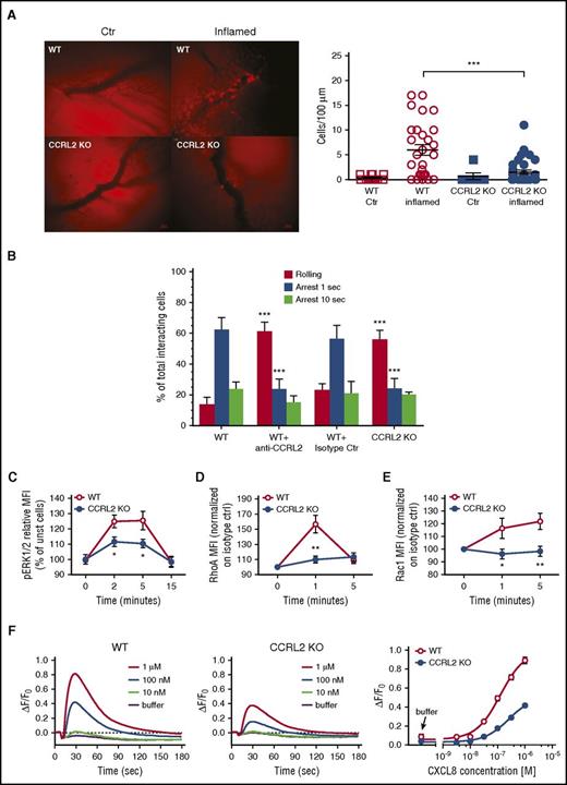 Figure 4. Defective CXCL8-dependent β2-integrin activation and signaling in CCRL2-deficient mice. (A) Intravital microscopy of the interaction between leukocytes and endothelial cells in the synovial microvasculature in WT and CCRL2-deficient (KO) mice previously immunized with metBSA. A leukocyte was considered adherent when it was stationary for at least 30 seconds, and total leukocyte adhesion was quantified as the number of adherent cells within a 100-μm length of venule in 5 minutes. Left panel: representative images captured after antigen (left) and saline (right) injection into the knees. Scale bar represents 20 μm. Right panel: quantitative analysis of cells adherent to the synovial endothelium (n = 7 mice per group). ***P < .001 by Student t test. (B) Under flow adhesion of freshly purified BM neutrophils from WT and CCRL2-deficient (KO) mice to immobilized E-selectin, ICAM-1, and CXCL8. Where indicated, WT neutrophils were pretreated with an anti-CCRL2 or isotype control moAb for 30 minutes. The behavior of interacting neutrophils was recorded on a digital drive with fast charge-coupled device video camera (25 frames per second, capable of one-half subframes per 20 millisecond recording) and analyzed subframe by subframe. Single areas of 0.2 mm2 were recorded for at least 60 seconds. Interactions of 40 milliseconds or longer were considered significant and scored.24 Cells that remained firmly adherent for at least 1 second were considered fully arrested. Cells arrested for at least 1 second and then detached or arrested for 10 seconds and then remained adherent were scored separately and plotted as independent groups. Data are shown as mean ± SEM of 3 experiments performed in triplicate. ***P < .001 WT vs CCRL2 KO or WT+anti-CCRL2 by Student t test. (C) ERK1/2 phosphorylation evaluated in CD11b+/Ly6G+-gated freshly isolated BM cells stimulated with 100 ng/mL CXCL8 at the indicated time points. Results are expressed as percent of increase of MFI of stimulated over unstimulated (unst) cells. Shown is the mean ± SEM for 8 mice per group in duplicates. *P < .05 by Student t test. The activation of (D) RhoA and (E) Rac1 was evaluated in CD11b+/Ly6G+-gated freshly isolated BM cells. Data are expressed as fold of increase of MFI of CXCL8 100 ng/mL stimulated over unstimulated cells (time 0) at the indicated time points. The mean ± SEM of 10 RhoA and 8 Rac1 mice per group are shown. *P < .05; **P < .01 by Student t test. (F) Calcium fluxes of CXCL8-stimulated WT and CCLR2-deficient neutrophils. Fluo-8 NW-loaded freshly isolated BM neutrophils were exposed to increasing concentrations of CXCL8; calcium traces are reported as ΔF/F0 above time (left 2 panels), where ΔF/F0 is the difference between the relative fluorescence units and the basal fluorescence at time 0 (F0) normalized for F0. Each curve represents the mean of 4 replicate wells. Right panel: concentration-response curves obtained by calculating the calcium response as ΔF/F0, where ΔF represents the difference between the maximum fluorescence signal in a selected time window (9-65 seconds) and the minimum fluorescence signal occurring at 11 seconds normalized for the basal fluorescence at F0. Half maximal effective concentration values were 125 nM and 251 nM for WT and CCLR2-deficient neutrophils, respectively. Data are shown as mean ± SEM (n = 4). P < .0001 by Student t test.