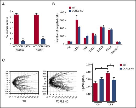 Figure 5. Role of CCRL2 in neutrophil functions. (A) Elastase release of WT and CCRL2-deficient neutrophils in response to CXCL8 and CXCL1 evaluated as elastase activity in cell supernatants. Representative results of 1 of 3 independent experiments performed in triplicate are shown as the mean ± SEM. (B) Migration of BM neutrophils in response to LTB4 (100 nM), platelet-activating factor (PAF) (100 nM), CXCL1 (100 ng/mL), CXCL8 (100 ng/mL), CCL3 (100 ng/mL), or chemerin (100 pM) evaluated in Boyden chambers as previously described.34 Results are expressed as the mean number of migrated cells in 5 high-power fields (100×). Data are shown as the mean ± SEM of 3 independent experiments performed in triplicate. (C) Migration of BM-purified neutrophils from WT or CCRL2-deficient (KO) mice assessed by time-lapse microscopy. Representative tracking analyses of resting WT and CCRL2-deficient neutrophils in response to CXCL8 are shown in the left panel. Single-cell speed toward CXCL8 of cells stimulated with LPS (100 ng/mL) or left untreated is shown in the right panel. Single-cell directionality and speed were analyzed with ImageJ software, and data were re-elaborated by using TimeLapseAnalyser open source software (http://www.informatik.uni-ulm.de/ni/staff/HKestler/tla/). In the right panel, the mean ± SEM of the speed recorded in 3 independent experiments is shown. *P < .05 by one-way ANOVA; **P < .01 by Student t test.