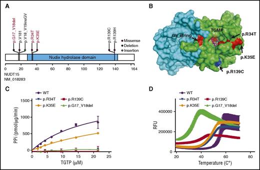 Figure 1. Functional characterization of 3 novel NUDT15 risk variants. (A) Shown are the positions of novel (red text) and known risk variants (black text) in the coding region of the NUDT15 gene. (B) Shown is the spatial distribution of amino acid residues affected by risk variants in the human NUDT15 protein. Presented as a homodimer, chains A and B are discriminated by color (green and cyan, respectively). Each risk variant is identified by letters as well as colors, and TGMP is shown in stick-ball presentation. The 3-dimensional structure was drawn by using PyMOL software (accession code 5LPG of the Protein Data Bank, http://www.rcsb.org/pdb). (C) NUDT15 nucleotide diphosphatase activity was determined by using the PiPer Pyrophosphate Assay (Life Technologies) for each of the 3 novel variants, with wild-type (WT) and p.R139C proteins included as controls. (D) NUDT15 protein thermostability was measured by using SYPRO Orange (Molecular Probes) for each of the 3 variants, with wild-type and the p.R139C variant included as controls. The inflection point of each curve indicates the temperature for protein unfolding and is thus a measurement of stability. RFU, relative fluorescence unit.