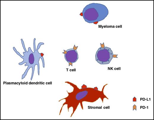 Potential interactions between myeloma cells, the microenvironment, and immune effector cells.