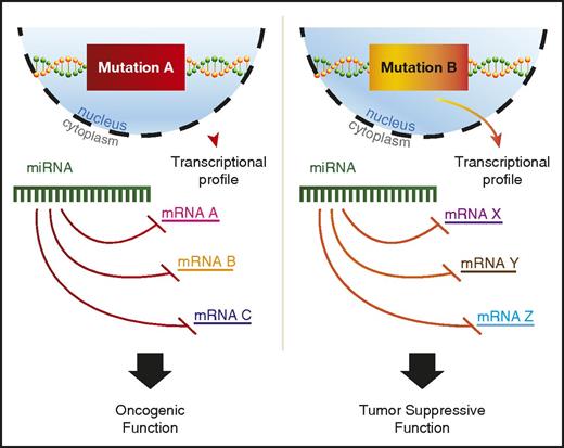Figure 2. miRNAs play context-dependent roles in AML. A model for context-dependent effects of a specific miRNA given different transcriptional backgrounds between 2 distinct AML-driver mutations, mutation A and mutation B. Mutation A leads to the transcription of mRNA A, B, and C, whereas mutation B drives the transcription of mRNA X, Y, and Z. All mRNAs have predicted targeting by the example miRNA. The miRNA depicted in mutation A and mutation B is the same hypothetical miRNA.