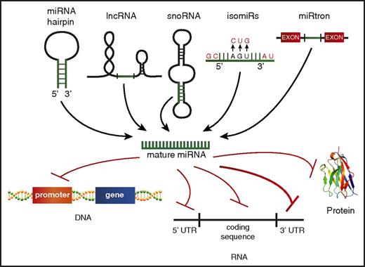 Figure 3. Alternate miRNA sources and noncanonical targeting. A schematic depicting the varying sources identified for production of mature miRNAs, including the 5′ or 3′ strand of the traditional miRNA hairpin structure, processing of other noncoding RNAs, such as lncRNAs, small nucleolar RNAs (snoRNAs), miRNAs transcribed from the same gene but having different mature miRNA sequences (isomiRs), and miRNA spliced from introns (miRtrons). Nontraditional miRNA targets beyond the 3′ UTR are also depicted, including promoter regions of protein-coding genes, the 5′ UTR, the RNA coding sequence, and protein.