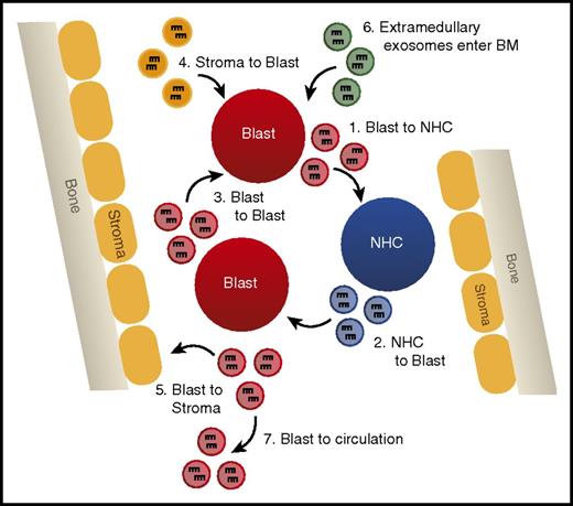Figure 4. Exosomally transferred miRNAs alter leukemic phenotypes. A model depicting the different possibilities of exosomal miRNA transfer in the bone marrow, including (1) transfer from AML blast to normal hematopoietic cells (NHCs), (2) NHC to AML blast, (3) AML blast to AML blast, (4) bone marrow (BM) stromal cells to AML blast, (5) AML blast to BM stromal cells, (6) entrance of extramedullary produced exosomes into the hematopoietic niche, and (7) AML blast-derived exosomes leaving the BM and entering circulation.