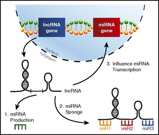 Figure 5. lncRNAs can interfere with miRNA function in AML. A picture depicting the ways lncRNAs can affect miRNA biology in AML, including (1) lncRNAs serving as a source for mature miRNA production, (2) lncRNAs acting as miRNA sponges, binding miRNAs to prevent them from repressing their target mRNAs, and (3) altering miRNA gene transcription.