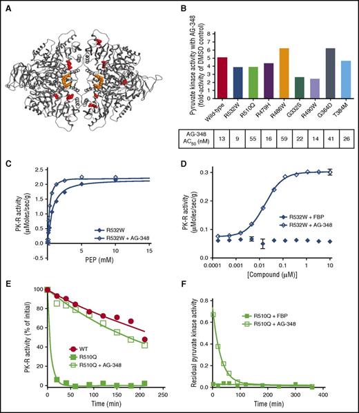 Figure 3. AG-348 activates a spectrum of recombinant mtPK-R enzymes. (A) PK-R tetramer with sites of mtPK-R enzymes tested in Figure 3B highlighted in red. For clarity, each mutation site is only shown in a single monomer. (B) Fold activation and AC50 values of AG-348 treatment of mtPK-R enzymes (AG-348 = 10 μM, PEP, as listed in the supplemental table). (C) Activity of recombinant R532W mtPK-R enzyme stimulated with PEP with or without preincubation with AG-348 (AG-348 = 5 μM). (D) Activity of recombinant R532W mtPK-R enzyme incubated with indicated concentration of FBP or AG-348 (PEP = 0.05 mM). Panels C and D show the average of 3 technical replicates. (E) Residual activity over time of WT or R510Q recombinant enzymes following incubation at 53°C (AG-348 = 5 μM, PEP = 2 mM). (F) Off-rate measurement of AG-348 or FBP (both at 5 μM final assay concentration, PEP = 2 mM) from recombinant R510Q enzyme. All error bars are standard deviations.
