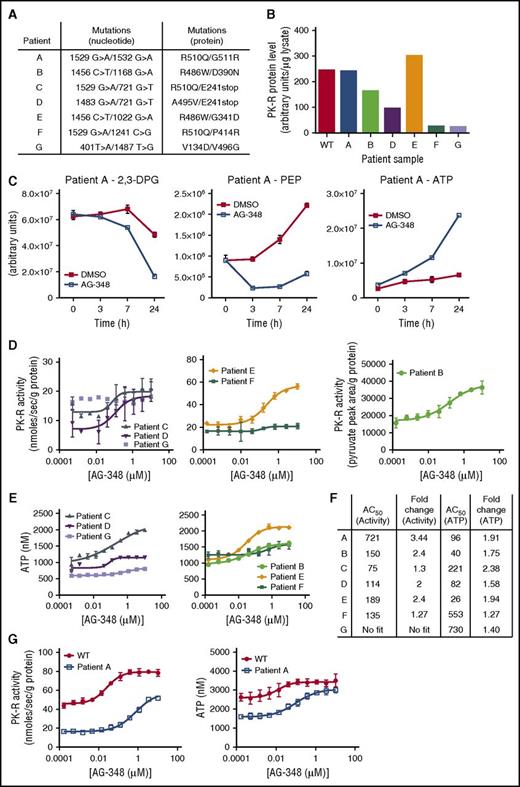 Figure 4. AG-348 activation of mtPK-R in RBCs from patients with PK deficiency. (A) Genotypes of patients with PK deficiency described in these studies. (B) PK-R protein levels measured in patients with PK deficiency or WT controls. Data were not available from this assay for patient C, but a Western blot showing approximate protein levels in this patient is shown in supplemental Figure 6C. (C) Levels of 2,3-DPG, PEP, and ATP in RBCs from patient A at indicated times following treatment with DMSO or AG-348. (D) PK-R activity in PK-deficient RBCs incubated with AG-348 for 24 h (PEP = 0.5 mM). All PK-R activity measurements used the coupled enzyme spectrometric assay, except in the case of patient B, for whom activity was assessed by direct measurement of pyruvate formation using liquid chromatography followed by tandem mass spectrometry as described in the supplemental Methods. (E) ATP levels in PK-deficient RBCs incubated with AG-348 for 24 h. For panels D and E, please note that patient samples E and F were received via overnight courier post–blood draw, whereas other patient samples were received on the same day as blood draw, but potentially up to 8 h post–blood draw (supplemental Figure 5B-C). (F) Table showing AG-348 AC50 and fold-change observed in PK-R activity and ATP levels from indicated patient samples. AC50 values shown are in nanomolar. Fold-change (in relation to DMSO control) PK-R activity and ATP graphs are shown in supplemental Figure 6B. (G) PK-R activity (left) and ATP levels (right) in RBCs from patient A or a WT control (both prepared ∼30 min post–blood draw), incubated with AG-348 for 24 h. Panels D, E, and G show the average of 3 technical replicates. All error bars are standard deviations.
