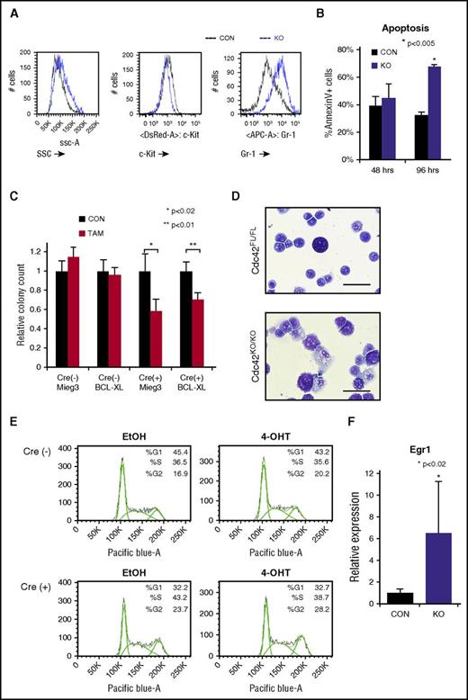 Figure 4. Loss of Cdc42 leads to MA9 cell differentiation. (A) Cdc42KO-MA9 leukemia cells had a differentiated immunophenotype and (B) a delayed increase in apoptosis. (C) Overexpression of the prosurvival protein Bcl-xL was not sufficient to rescue the loss of CFU on deletion of Cdc42. (D) Cdc42KO-MA9 cells showed a differentiated cellular morphology on Wright-Giemsa stain compared with Cdc42FL controls. (E) Cdc42KO-MA9 leukemia cells had no significant difference in cell cycle analysis. (F) Relative expression of the myeloid differentiation gene Egr1 was increased in Cdc42KO-MA9 cells normalized to Gapdh. Data are representative of 3 to 5 independent experiments. SSC, side scatter.