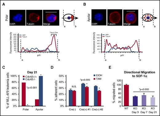 Figure 5. Loss of cell polarity on deletion of Cdc42. (A) MA9 cells were stained with anti-tubulin primary and Rhodamine secondary antibodies (Tubulin) and 4′,6-diamidino-2-phenylindole (DAPI) nuclear stain. Confocal images were analyzed using NIS Elements software (Nikon) to measure fluorescence intensity along a bisecting vector through individual cells. Scale bar, 10 μm. (A) Cells were considered polar when clear asymmetric distribution of tubulin was seen or (B) apolar in the absence of tubulin asymmetry, as previously described.3 Data are plotted as the percentage of the total number of cells scored per sample. (C) A loss of polarity and increase in apolar cell fraction was observed following Cdc42 deletion from MA9 cells. This change became more pronounced as Cdc42KO-MA9 cells were passaged in culture, as shown at 3 weeks postdeletion of Cdc42. Functional polarity was assayed by MA9 cell adhesion and migration. (D) Cre+;Cdc42FL-MA9 cells treated with TAM to induce deletion of Cdc42 had decreased adhesion to fibronectin compared with vehicle (EtOH)–treated controls whereas no difference was seen in Cre null (–) MA9 control cells. (E) Similarly, Cre+;Cdc42FL-MA9 cells treated with TAM had a sustained decrease in migration to SDF-1α compared with controls.
