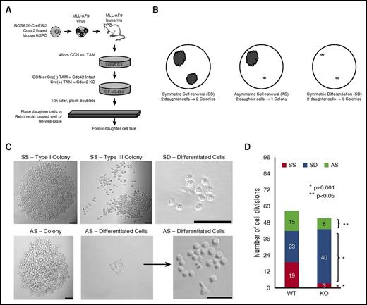 Figure 6. Loss of Cdc42 increased the percentage of cell divisions, resulting in symmetric differentiation. (A) Murine MLL-AF9 leukemia cells were treated with 4-OHT to induce Cre-mediated deletion of Cdc42 (KO), with ethanol-treated cells serving as the vehicle control (WT). After 48 hours, the cells were plated in methylcellulose media (MethoCult GF M3434, StemCell Technologies). Sixteen hours later, doublets were identified, indicating cells at completion of the first cell division. Doublets were isolated and then transferred by pipette to a single well of RetroNectin-coated 96-well plates in IMDM + 10% FBS + 20 ng/mL recombinant rat SCF and 10 ng/mL murine granulocyte-macrophage colony-stimulating factor, murine IL-3, and human IL-6. Daughter cells were separated by gently pipetting up and down, then visualized 4 hours later to confirm 2 distinct single cells adherent to the RetroNectin. Wells were visualized over the next 48 hours to confirm subsequent divisions by each daughter cell, indicating viability. Wells in which 2 distinct, viable daughter cells could not be visualized were excluded from analysis. (B,C) Wells were then visualized after 7 days and scored as having 2 colonies (SS), 1 colony (AS), or 0 colonies (SD). Scale bar, 50 μm. (D) Data are shown as the number of each type of cell division scored per 96 wells plated with WT vs KO MA9 leukemia daughter cell pairs, and the statistical significance of differences between the 2. Data are representative of 6 independent experiments.