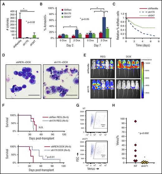 Figure 7. Human MA9/NRas cells were transduced to allow Tet-inducible shRNA expression marked by dsRed. Knockdown of CDC42 was achieved by 2 distinct shRNA sequences (sh170 and sh347) on treatment with 2 mg/ml doxycycline (2 DOX). Nonspecific shRNA targeting Renilla-luciferase served as the control (shREN). (A) CDC42 knockdown led to decreased CFU-C in methylcellulose and (B) increased apoptosis as measured by AnnexinV+ staining, with greater effect on apoptosis seen later at day 7 in culture. (C) CDC42 knockdown inhibited human MA9/NRas cell growth in liquid culture. (D) Wright-Giemsa stain showed typical blast morphology in shRenilla control cultures treated with doxycycline (DOX; left panel), whereas sh170 DOX cultures showed increased differentiation and vacuolization (right panel). Scale bar, 50 μm. (E) Bioluminescent imaging obtained at 4 weeks posttransplant showed decreased in vivo leukemia progression on CDC42 knockdown. (F) Kaplan-Meier analysis showed prolonged survival from knockdown of CDC42 (P < .01). A primary human patient AML sample bearing a t(X;11) translocation encoding the MLL-SEPT6 fusion was transduced with lentiviral vectors expressing CDC42 shRNA (sh471) vs nontargeting control and the Venus fluorescent protein, then injected into NSG mice. (G) FACS analysis at day 3 showed 16.8% and 23.3% Venus+ cells in the nontargeting control (NT) and sh471 transduction cultures, respectively. (H) BM was harvested and analyzed for Venus+ cells at week 4 posttransplant to reveal the loss of MLL-SEPT6 AML graft on CDC42 knockdown (P < .002). FSC, forward scatter; N.S., not significant.