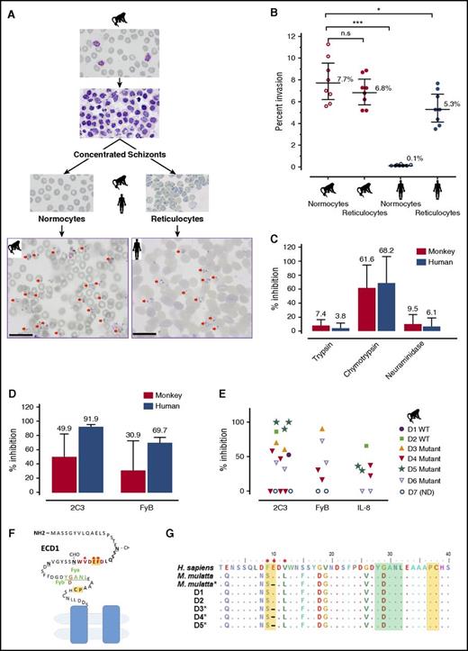 Figure 1. P cynomolgi RBC tropism and specificity for DARC. (A-B) Invasion efficiencies of P cynomolgi into macaque or human RBCs, reticulocytes, and normocytes (CD71–). Two representative photomicrographs of P cynomolgi invasions in monkey normocytes and human reticulocytes (scale bar = 20 μm). The invasion data were derived from 8 independent experiments, and significance was determined by one-way analysis of variance (ANOVA) and post hoc analysis. (C) Inhibition of P cynomolgi invasion by enzymatic treatment of RBCs. (D) Inhibition of macaque or human RBC invasion by anti-Fy6 (2C3 antibody) or anti-FyB. (E) In-depth analysis of inhibition of macaque RBC invasion by anti-Fy6 (2C3 antibody), anti-FyB, or the chemokine IL-8. (F) The extracellular domain 1 (ECD1) of DARC showing the region targeted by IL-8 and the antibodies and used in this study. Residues in red represent the 2C3 antibody recognition region, with the key binding residues marked by an asterisk; residues in green represent the position of the Fy group (FyB in macaque, G D); residues in yellow indicate the IL-8 binding sites.26 (G) Alignment of partial sequences of DARC from 5 of the monkey donors (D1-5) used in this study. The color notations correspond to the ECD1 diagram of DARC. *P < .05; ***P < .001. n.s., nonsignificant.