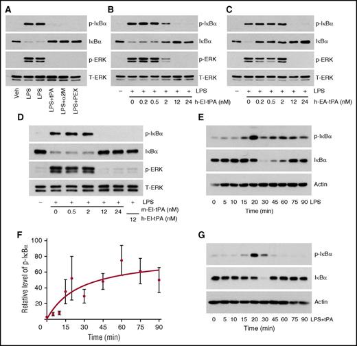Figure 1. tPA inhibits LPS-initiated cell-signaling in macrophages. (A) BMDMs from WT C57BL/6J mice were treated with LPS (0.1 µg/mL) alone for 1 h or simultaneously with h-EI-tPA (tPA, 12 nM), activated α2M (10 nM), or MMP9-PEX (PEX, 10 nM). (B) BMDMs were treated with LPS (0.1 µg/mL) and with increasing concentrations (0.2-24 nM) of h-EI-tPA for 1 h. (C) BMDMs were treated with LPS (0.1 µg/mL) and with increasing concentrations (0.2-24 nM) of h-EA-tPA for 1 h. (D) BMDMs were treated with LPS (0.1 µg/mL) and with increasing concentrations (0.2-24 nM) of m-EI-tPA for 1 h or with 12 nM h-EI-tPA as a control. Equal amounts of cellular protein (20 µg) were subjected to immunoblot analysis to detect phospho-IκBα, total IκBα, phospho-ERK1/2, and total ERK1/2. (E) BMDMs were treated for the indicated times with LPS (0.1 µg/mL). Cell extracts were subjected to immunoblot analysis to detect phospho-IκBα, total IκBα, and β-actin. (F) Densitometry analysis of 4 independent experiments in which we examined IκBα phosphorylation in BMDMs treated with LPS for the indicated times (mean ± SEM). The analysis was performed using Image Studio Lite 5.2. (G) BMDMs were treated for the indicated times with LPS (0.1 µg/mL) and h-EI-tPA (12 nM). Cell extracts were subjected to immunoblot analysis to detect phospho-IκBα, total IκBα, and β-actin. p-ERK, phospho-ERK1/2; t-ERK, total ERK1/2; Veh, vehicle.