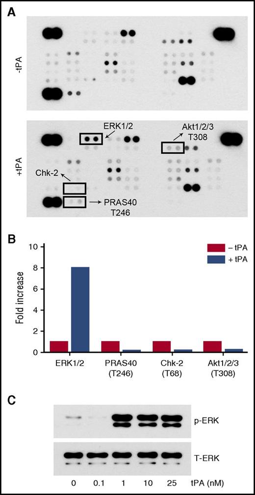 Figure 3. Profiling protein phosphorylation in tPA-treated BMDMs. (A) BMDMs were isolated from WT C57BL/6J mice and treated with h-EI-tPA (12 nM) or vehicle for 1 h. Protein phosphorylation was analyzed by array. (B) Changes in protein phosphorylation associated with h-EI-tPA treatment in comparison with cells treated with vehicle. Each of the analyzed phoshoproteins is demarcated with a box in panel A. (C) BMDMs were treated with increasing concentrations of h-EI-tPA (0.1-25 nM) for 1 h. Cell extracts were subjected to immunoblot analysis to detect phospho-ERK1/2 and total ERK1/2.