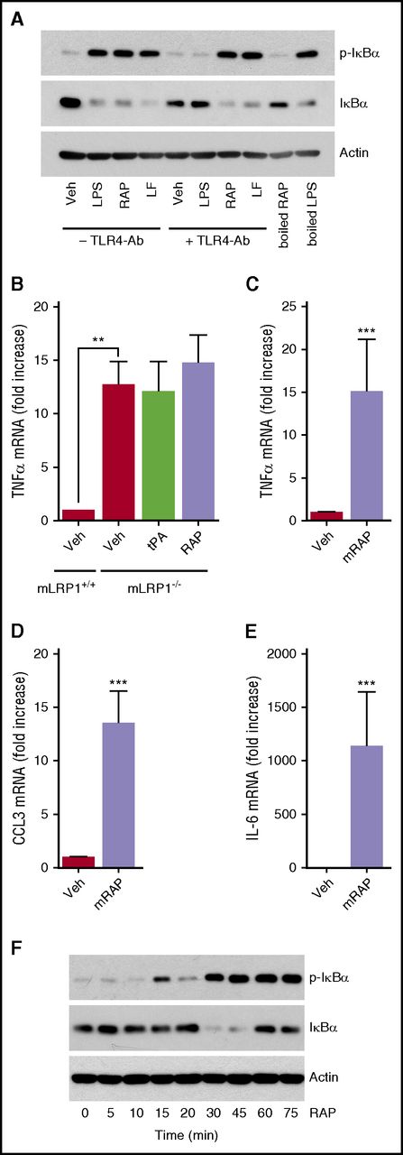 Figure 4. Comparison of proinflammatory LRP1 signaling in BMDMs. (A) BMDMs from WT C57BL/6J mice were pretreated with TLR4-neutralzing antibody (+TLR4-Ab, 5 µg/mL) or with vehicle (−TLR4-Ab) for 3 h and then with LPS (0.1 µg/mL), RAP (150 nM), LF (150 nM), or vehicle for 1 h. Separately, WT BMDMs that were not exposed to TLR4-Ab were treated with LPS (0.1 µg/mL) or RAP (150 nM), which had been boiled for 5 min. Equal amounts of cellular protein (20 µg) were subjected to immunoblot analysis to detect phospho-IκBα, total IκBα, and β-actin. (B) BMDMs were isolated from littermate mLRP1+/+ and mLRP1−/− mice. The cells from mLRP1−/− mice were treated with h-El-tPA (12 nM), RAP (150 nM), or vehicle for 8 h. Cells from mLRP1+/+ mice were treated with vehicle. RT-qPCR was performed to determine TNFα mRNA (mean ± SEM; n = 8; 1-way ANOVA with Tukey’s post hoc analysis). (C-E) WT BMDMs were treated with monomeric RAP (mRAP, 150 nM) or vehicle for 8 h. RT-qPCR was performed to determine mRNA levels for TNFα, CCL3, and IL-6. (F) WT BMDMs were treated for the indicated times with RAP (150 nM). Equal amounts of cellular protein (20 µg) were subjected to immunoblot analysis to detect phospho-IκBα, total IκBα and β-actin. **P < .01, ***P < .001.