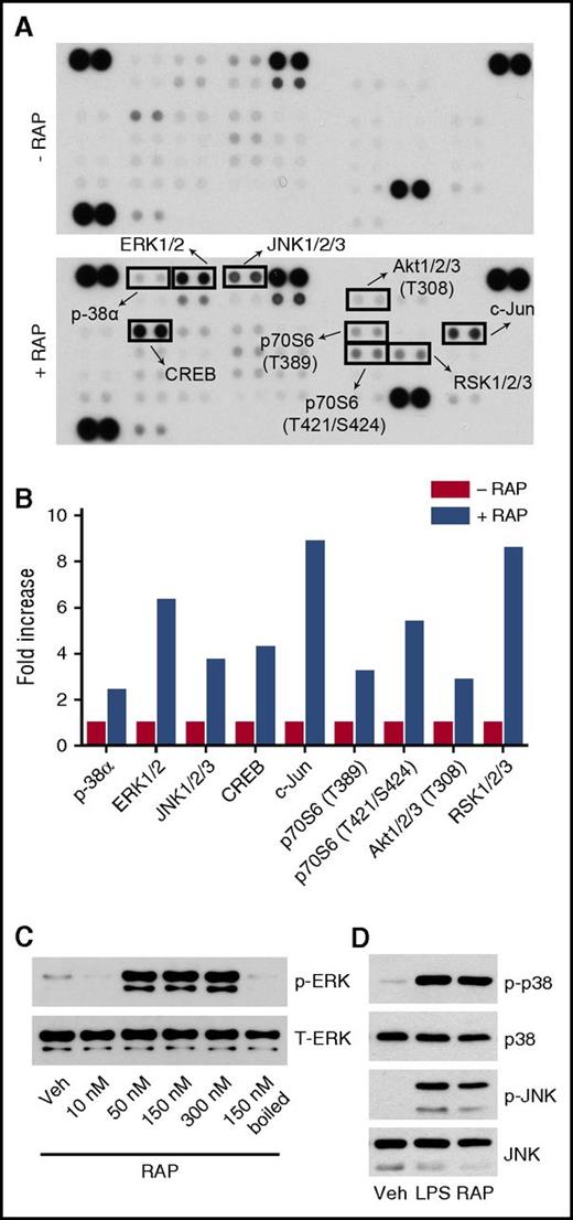 Figure 5. Profiling protein phosphorylation in RAP-treated BMDMs. (A) BMDMs from WT C57BL/6J mice were treated with RAP (150 nM) or vehicle for 1 h. Protein phosphorylation was analyzed by array. (B) Changes in protein phosphorylation associated with RAP treatment in comparison with cells treated with vehicle. Each of the analyzed phoshoproteins is demarcated with a box in panel A. (C) BMDMs were stimulated for 1 h with increasing concentrations of RAP (10-300 nM) and with RAP that had been boiled for 5 min (150 nM). Cell extracts were subjected to immunoblot analysis to detect phospho-ERK1/2 and total ERK1/2. (D) BMDMs were treated with LPS (0.1 µg/mL), RAP (150 nM), or vehicle for 1 h. Cell extracts were subjected to immunoblot analysis to detect phospho-p38 MAP kinase, total p-38 MAP kinase, phospho-JNK, and total JNK.