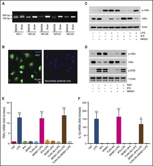 Figure 7. The NMDA-R functions as an anti-inflammatory tPA signaling receptor in macrophages. (A) RT-PCR analysis comparing NMDA-R subunit mRNA expression in BMDMs and, as a control, extracts of mouse brain. (B) IF microscopy to detect the NMDA-R NR1 subunit in BMDMs. Nuclei are counterstained with DAPI. Primary antibody was omitted in control studies. (C) BMDMs were pretreated for 30 min with MK801 (1.0 µM), as is indicated, and then with LPS (0.1 µg/mL), h-EI-tPA (12 nM), or both for 1 h, as is indicated. Samples were analyzed by immunoblot analysis to detect phospho-IκBα, total IκBα, and β-actin. (D) BMDMs were pretreated with MK801 (1.0 µM) or vehicle and then with h-EI-tPA (12 nM), RAP (150 nM), or vehicle for 1 h, as is indicated. Immunoblot analysis was performed to detect phospho-IκBα, total IκBα, phospho-ERK1/2, and total ERK1/2. (E-F) BMDMs were preincubated with TLR4-Ab (5 µg/mL) for 3 h or with MK801 (1.0 µM) for 30 min. The cells were then treated with LPS (0.1 µg/mL), h-EI-tPA (12 nM), or both, or with vehicle. RT-qPCR was performed to determine mRNA levels for TNFα (E) and IL-1β (F) (mean ± SEM; n = 4). **P < .01, ***P < .001.