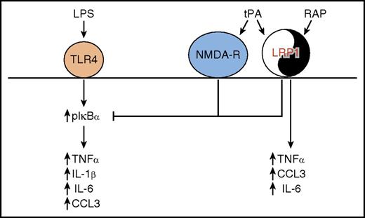 tPA regulates proinflammatory macrophage activation. In a yin-yang manner, LRP1 mediates both proinflammatory and anti-inflammatory effects on macrophage cytokine expression, through ligand-specific cell signaling. In an anti-inflammatory mechanism, tPA interacts with both NMDA-R and LRP1 to block the sustained IκBα phosphorylation induced when LPS interacts with Toll-like receptor 4 (TLR4). This results in blockade of the LPS-induced expression of TNFα, IL-1β, IL-6, and CCL3. In a proinflammatory mechanism, RAP interacts with LRP1 to induce expression of TNFα, IL-6, and CCL3.