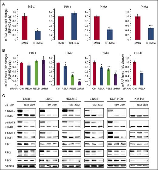 Figure 2. PIM expression in RS cells is regulated by NFκB and JAK-STAT activity. (A) Expression of PIM1, PIM2, and PIM3 after inhibition of the canonical NFκB signaling by expression of an IκBα super-repressor (SR-IκBα) in SUP-HD1 RS cells. Gene expression was assessed by qPCR and presented as relative changes using the 2−ΔΔCT method. IκB, a direct target of canonical NFκB pathway, was used as a control. Raw ΔCT (CT gene of interest − CT GAPDH) values are shown in supplemental Figure 2. P values were determined using 2-sided Gosset’s t-test. *P < .05; **P < .01; ***P < .001. (B) Expression of PIM1, PIM2, and PIM3 after siRNA-mediated RELA and RELB knock-down in SUP-HD1 cells. Cells were transfected with a nontargeting siRNAs pool (control, Ctrl) or siRNAs targeting RELA, RELB, or RELA and RELB (2×Rel). Cells were cultured for 4 days and assessed for changes in PIM1, PIM2, and PIM3 gene expression, using qPCR. Raw ΔCT values are shown in supplemental Figure 5. P values were determined using 2-sided Gosset’s t-test: *P < .05; **P < .01; ***P < .001. (C) Expression of PIM1, PIM2, and PIM3 after JAK inhibition. Cell lines were incubated with 1-3 µM CYT387 or DMSO alone for 24 hours, harvested and analyzed by western blot, using indicated antibodies. GAPDH was used as a loading control. Densitometric quantifications of band intensities are shown in supplemental Table 5. Data in A-C are representative of 3 independent experiments.