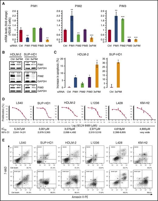 Figure 3. PIM1, PIM2, and PIM3 kinases support RS cell survival. (A) SiRNA-mediated PIM1, PIM2, and PIM3 silencing in HDLM-2 cell line. Cells were transfected with a nontargeting siRNA (control, Ctrl), siRNAs targeting individual PIM isoforms, or with a siRNA cocktail targeting all 3 PIM kinases (3×PIM) and cultured for 4 days. Relative changes in transcript abundance are calculated using the 2−ΔΔCT method. Raw ΔCT values are shown in supplemental Figure 7. P values were determined using 2-sided Gosset’s t-test: *P < .05; **P < .01; ***P < .001). (B) SiRNA-mediated PIM1, PIM2, and PIM3 protein knock-down in HDLM-2 and SUP-HD1 cells. Cells were transfected with a nontargeting siRNA (control, Ctrl) or with a siRNA cocktail targeting all 3 PIM kinases (3×PIM). Thereafter, cells were cultured for 4 days, and PIM1, PIM2, and PIM3 expression was assessed by immunoblotting. Densitometric quantifications of band intensities (normalized to GAPDH) are indicated above the lanes. (C) Induction of apoptosis in HDLM-2 and SUP-HD1 RS cells after silencing PIM1, PIM2, and PIM3 expression individually or in combination. Cells were transduced with siRNAs as in A. Apoptosis was assessed by AnnexinV/7AAD staining. Bar graphs represent mean values derived from 3 independent experiments. P values were determined using 2-sided Gosset’s t-test: *P < .05. (D) EC50 dose-response curves for SEL24-B489 in cHL-derived cell lines. Cellular proliferation was determined by 3-(4,5 dimethylthiazol-2-yl)-5-(3-carboxymethoxyphenyl-2-(4-sulfophenyl)-2H-tetrazolium reduction assay after 72 hours of incubation. The individual data points on dose-response curves represent the mean ± SD. Calculated EC50 values are given below the plots. (E) Cellular apoptosis in SEL24-B489-treated RS cells. After 96 hours of incubation with 5 µM SEL24-B489, apoptosis was measured by AnnexinV/7AAD staining, followed by FACS analysis (summary and statistics of 3 independent experiments is shown in supplemental Figure 9). Data in A-E are representative of 3 independent experiments