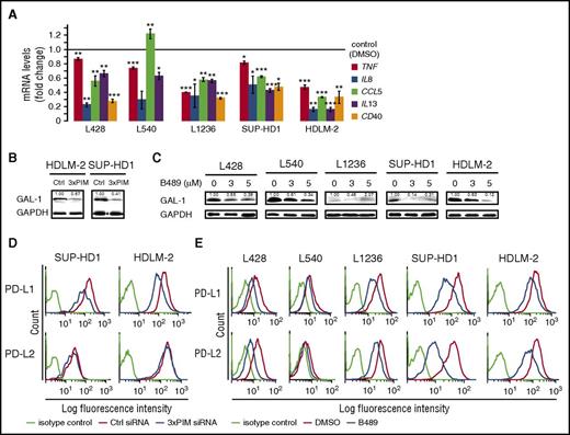 Figure 6. PIM inhibition attenuates expression of NFκB-regulated cytokines, chemokines, and immunoregulatory molecules PD-L1/2 and Gal-1 in RS cells. (A) PIM inhibition in cHL cell lines decreased NFκB-dependent gene expression. Cells were incubated with DMSO alone or with SEL24-B489 (3 µM) for 24 hours. Thereafter, expression of TNF, IL-8, CCL5, IL-13, and CD40 was assessed by qPCR. Raw ΔCT values are shown in supplemental Figure 13. P values were determined using the 2-sided Gosset’s t-test: *P < .05; **P < .01; ***P < .001. (B) PIM depletion decreases Gal-1 expression in RS cells. Cells were transfected with a nontargeting siRNA (control, Ctrl) or with a siRNA cocktail targeting all 3 PIM kinases (3×PIM). Thereafter, cells were cultured for 4 days, and Gal-1 protein abundance was assessed by immunoblotting. GAPDH served as a loading control. Densitometric quantifications of band intensities (normalized to GAPDH) are indicated above the lanes. (C) Inhibition of PIM kinases attenuates Gal-1 protein expression in RS cells. CHL cells were incubated for 24 hours with 3-5 µM SEL24-B489 or DMSO alone, harvested, and lysed. Expression of Gal-1 was assessed by immunoblotting. GAPDH served as a loading control. Densitometric quantifications of band intensities (normalized to GAPDH) are indicated above the lanes. (D) PIM knock-down decreases surface PD-L1 and PD-L2 expression. HDLM-2 and SUP-HD1 RS cells were transfected with a nontargeting siRNA (control, Ctrl) or with a siRNA cocktail targeting all 3 PIM kinases (3×PIM). Thereafter, cells were cultured for 5 days, and cell surface expression of PD-L1 and PD-L2 was assessed by flow cytometry. (E) PIM inhibition decreases surface PD-L1 and PD-L2 expression. Cells were incubated with DMSO alone or with SEL24-B489 (2 µM) for 120 hours. Thereafter, cell surface expression of PD-L1 and PD-L2 was assessed by flow cytometry. Data in A-E are representative of 3 independent experiments.