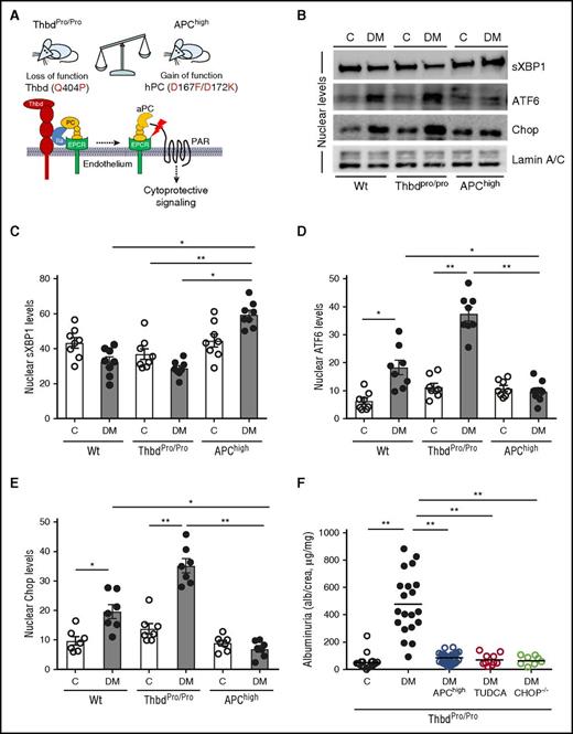 Figure 1. UPR regulation by the Thbd-PC system. (A) Schematic illustration of Thbd-dependent PC activation on endothelial cells and of molecular defects in employed mouse models with altered Thbd-dependent PC activation. (B-E) Representative immunoblots (B) and bar graphs (C-E) showing nuclear levels of ER transcription factors in renal cortex samples 26 weeks post STZ treatment. (F) Restoring aPC levels or inhibition of ER stress with the chemical chaperone TUDCA or deletion of CHOP (CHOP−/− mice) protects ThbdPro/Pro mice against DKD. Dot plot summarizing albuminuria. C, nondiabetic control mice; DM, diabetic mice; EPCR, endothelial protein C receptor. Mean ± SEM of at least 6 (C-E) or 8 (F) mice per group. *P < .05; **P < .01 (C-E: ANOVA).