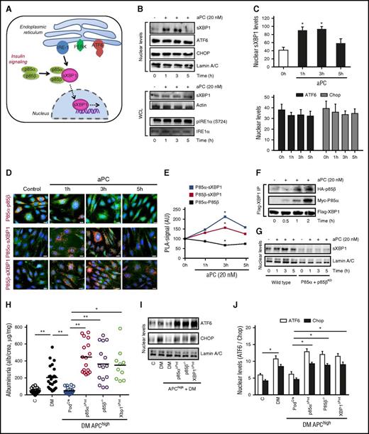 Figure 4. UPR-reprogramming by aPC depends on p85-sXBP1 signaling. (A) Schematic illustration of homeostatic insulin-dependent ER signaling. (B-C) Representative immunoblots (B, top) and bar graphs (C) showing nuclear levels of sXBP1, ATF6, Chop, and Lamin A/C (loading control) and total sXBP1 levels or phosphorylated IRE1α in whole cell lysates (B, bottom) without or post aPC (20 nM) treatment at indicated time points. (D-E) Treatment with aPC dissociates p85α and p85β protein complexes (D, red, top), while promoting interaction of p85α or p85β with sXBP1 (D, middle and bottom, respectively). Representative immunofluorescence images showing protein complexes (red, PLA). Corresponding line graphs (E) summarizing PLA-positive signals. AU, arbitrary units. PLA complexes (red); nuclear stain DAPI (blue); actin cytoskeleton-phalloidin staining (green). (F) Representative immunoblots showing immunoprecipitates of XBP1 bound to p85α and p85β in resting mouse podocytes without or post aPC (20 nM) treatment at indicated time points. (G) Representative immunoblots showing nuclear levels of sXBP1 in control (control, short hairpin RNA) and p85α and p85β knockdown mouse podocytes without or post aPC (20 nM) treatment at indicated time points. (H-J) DKD in APChigh mice without (PodCre) or with podocyte-specific p85α deficiency or sXBP1 deficiency or constitutive p85β deficiency. Dot plot summarizing albuminuria (H) and representative immunoblots (I) and bar graph (J) showing nuclear levels of ER transcription factors in renal cortex samples. Mean ± SEM of at least 3 independent repeat experiments (C,E) or at least 10 (H) or 8 (J) mice per group. *P < .05; **P < .01 (C,E,H,J: ANOVA). WCL, whole-cell lysates.