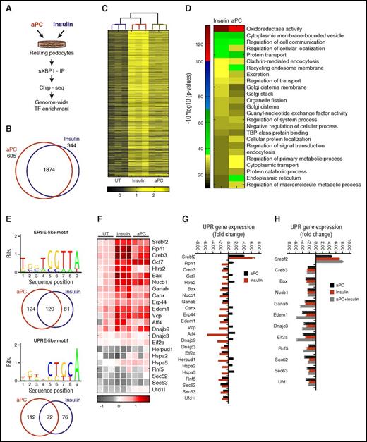 Figure 5. Insulin and aPC-dependent XBP1 regulatory networks linked to UPR regulation. (A) Schematic illustration of methodology employed to identify homeostatic condition-specific XBP1 targets. (B-C) Venn diagram (B) and heat map (C) showing common genes that were significantly enriched after treatment with insulin or aPC vs untreated (UT). (D) Heat map showing condition-specific enriched pathways highly relevant for regulation of proteostasis. (E) Candidate ERSE-like and UPRE-like regulatory motifs that are overrepresented in UPR target promoters. Venn diagrams show respective condition-specific proportions. (F-H) Heat map summarizes enrichment of condition-specific concordant UPR genes (F), their impact on regulation of UPR-gene expression (G; n = 3; mean ± SEM, untreated vs insulin or aPC treated), and the impact of concomitant insulin and aPC treatment on UPR gene expression (H; n = 3; mean ± SEM, untreated vs insulin, aPC, or insulin, and aPC treated). TBP, TATA box-binding protein.