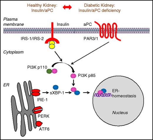Figure 6. Signaling redundancy enables aPC to rescue defective insulin signaling. Scheme illustrating the compensatory mechanism through which coagulation protease aPC rescues defective insulin signaling in mouse models of DKD. The regulatory subunits of PI3Kinase p85α and p85β and sXBP1 protein complexes act as platforms that integrate signals downstream of INSR and GPCR-PAR-3. Treatment with aPC efficiently rescues insulin-signaling defect by activating p85-dependent sXBP1 nuclear translocation and restores adaptive UPR in podocytes, thereby protecting against DKD.
