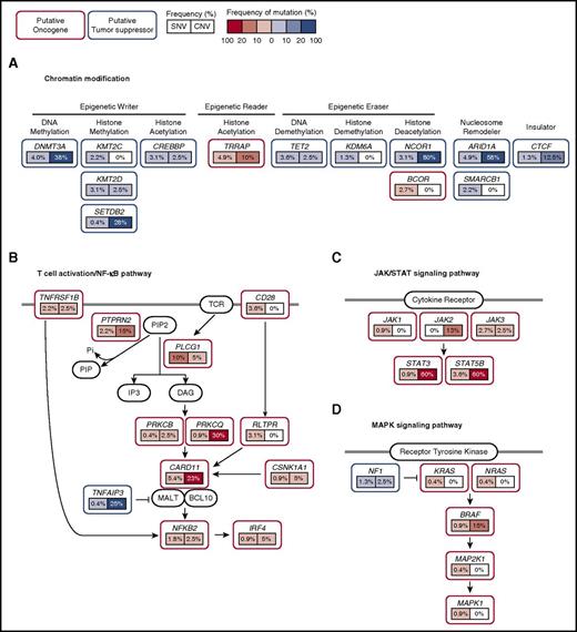 Figure 2. Schematic of mutations in recurrently mutated signaling pathways in CTCL. CTCL harbors recurrent mutations that are predicted to affect (A) chromatin, (B) T-cell activation/NF-κB signaling, (C) JAK/STAT signaling, and (D) MAPK signaling. Putative oncogenes and tumor suppressor genes are indicated in red and blue boxes, respectively. Frequencies of single nucleotide variant and copy number variants are indicated as percentages in left and right boxes under the genes, respectively. Prevalence of copy number mutations were obtained from a previous study.9 Point mutations and copy number amplifications in putative oncogenes are red. Point mutations and copy number deletions in putative tumor suppressors are blue. Darker hues indicate higher frequency of mutation. SNV, single nucleotide variant; CNV, copy number variant.
