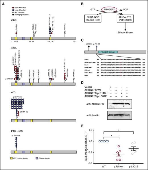 Figure 3. Characterization of RHOA pathway mutations in CTCL. (A) Distribution of RHOA mutations in malignancies of mature CD4+ T cells. There are no RHOA mutations in anaplastic large cell lymphoma. (B) Schematic of RHOA activation pathways. ARHGEF3 is a RHOA guanine nucleotide exchange factor that activates RHOA by catalyzing the replacement of GDP to GTP. (C) Identification of somatic mutations in ARHGEF3. The arginine at the 110th amino acid position is highly conserved across species. (D) Expression of WT ARHGEF3 (WT) or mutants (p.R110H; p.L301E) in HEK293T cells. We show immunoblot analysis of ARHGEF3 and loading control (β-actin) in lentivirally transduced HEK293T cells. (E) Effects of ARHGEF3 mutations on RHOA activity. HEK293T cells were transduced with WT ARHGEF3 or its mutants. RHOA-GTP levels were assessed by the G-LISA assay (Cytoskeleton). These data represent 6 biological replicates using repeat assays performed in 3 independently made lentivirally transduced cell lines. Each cell line was subject to 2 assays. The horizontal lines indicate the mean ± standard error from 6 independent biological replicates performed. P value was determined by 2-sided paired ratio t test. *P < .05.
