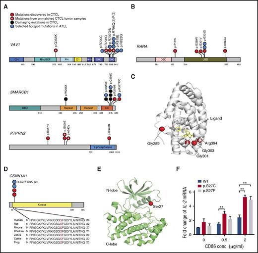 Figure 4. Schematics of novel recurrent mutations in CTCL. (A) Distribution of mutations of VAV1, SMARCB1, and PTPRN2 in CTCL and ATLL. If the amino acid alterations occur at the same position, each amino acid substitution is separated by a vertical line. (B) Distribution of mutations in RARA in CTCL and ATLL. (C) Protein structure of RARA (PDB ID: 1DKF),48 showing the locations of some CTCL mutations. The mutations cluster adjacent to the ligand binding pocket. (D) Distribution of mutations in CSNK1A1 in CTCL and ATLL. (E) Protein structure of CK1α (PDB ID: 5FQD), which is encoded by CSNK1A1.49 The location of residue Ser27 is indicated at the tip of the glycine rich P-loop. (F) The CK1α mutations increased CD28-dependent TCR activation. Jurkat cells were transduced with CK1α WT or mutations either of p.S27C or p.S27F. These cells were treated with vehicle control or PMA (50 ng/mL)/ionomycin (300 ng/mL) and CD86 at the indicated concentrations. Data represent as mean ± standard error from 6 independent experiments. P value was determined by 2-sided paired ratio t test. **P < .01 For panels A, B, and D: C1, phorbol esters/diacylglycerol binding domain; CC, coiled-coil domain; CH, indicates calponin homology domain; DBD, DNA binding domain; Kinase, protein kinase domain; LBD, ligand binding domain; PH, pleckstrin homology; Repeat, repeat motif; RhoGEF, RhoGEF domain; SH2, SH2 domain; SH3, SH3 domain; Y-phosphatase, protein-tyrosine phosphatase.