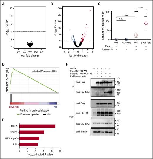 Figure 6. RLTPR selectively activates the NF-κB pathway in a TCR-dependent manner. (A) Volcano plot analysis of differentially expressed RNA transcripts in unstimulated RLTPR (p.Q575E) vs RLTPR WT Jurkat cells. Dotted line indicates adjusted P value = .01. (B) Volcano plots of differentially expressed RNA transcripts in PMA/ionomycin-stimulated RLTPR (p.Q575E) vs RLTPR WT Jurkat cells. Genes that are above the dotted line represent the genes having statistical significance with adjusted P value < .01. Red and blue dots represent upregulated and downregulated genes, respectively. (C) Expression of RLTPR-dependent genes (genes indicated in red in panel B) as a function of RLTPR mutation status and stimulation. Data represent the ratio of normalized mRNA transcript counts in each subgroup compared with unstimulated RLTPR WT Jurkat cells. P value was determined by 2-sided paired ratio t test. n.s., not significant; ****P < .0001. (D) Gene set variation analysis of RNA-seq data comparing signaling pathways differentially activated in PMA-ionomycin activated RLTPR (p.Q575E) Jurkat cells compared with PMA-ionomycin activated WT controls. (E) Identification of transcription factor binding motifs that are selectively upregulated by the RLTPR mutation. OPOSSUM analysis was performed on the 96 RLTPR mutant-dependent gene transcripts; that is, the genes indicated in red in panel B. The graph shows the 4 highest ranked transcription factors, ranked by lowest adjusted P values. (F) Immunoprecipitation assay assessing the interactions between FLAG-tagged RLTPR and CARMA1 according to mutation status and stimulation status. Lysates from Jurkat cells are subjected to co-immunoprecipitation using anti-Flag beads, and blotted with anti-CARMA1 antibody. β-actin was used as the loading control. Immunoblotting for FLAG, RLTPR, and CARMA1 were used to confirm equivalent expression of the FLAG-tagged RLTPR and CARMA1 in each input sample.
