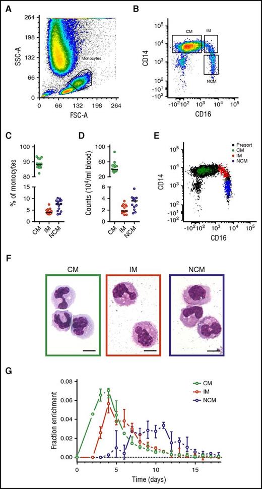 Figure 1. Analysis and isolation of circulating monocytes. Monocyte subsets were gated on the basis of (A) forward scatter (FSC) and side scatter (SSC) and (B) singlets and CD14/CD16 expression. Resulting monocyte (C) percentages and (D) numbers showed CMs to be the most common circulating monocyte subset, followed by NCMs and IMs. (E) Fluorescence-activated cell sorter analysis of 200 sorted cells from all 3 monocyte subsets typically revealed a purity >99% and good separation between the populations. Note that the inclusion of pan-monocyte markers CD86 and major histocompatibility complex II in our gating strategy (either with or without the inclusion of cells in the lymphocyte gate) resulted in a slightly higher number of CMs and IMs recovered (1% and 2% higher counts on average, respectively) and a lower number of recovered NCMs (3%). However, use of these cell numbers did not result in significant differences in parameter estimates. (F) Cytospin preparations stained with May-Grünwald-Giemsa showed an increasingly mature phenotype from CMs to NCMs as characterized by a more neutrophilic cytoplasm and increasingly dendritic appearance. The objective was a 100× oil immersion lens, numerical aperture was 1.30, and scale bars = 10 μm. (G) DNA 2H-enrichments after in vivo pulse-labeling with 6,6-2H2-glucose were determined by gas chromatography-mass spectrometry and plotted after normalization for plasma enrichment and intracellular dilution of label (supplemental Methods). Results are based on a total of 249 measurements from 14 individuals; circles indicate medians, and bars represent interquartile ranges. (A-B,E-F) Representative results from 1 experiment. (C-D) Circles represent the medians of 6 measurements for each volunteer, and lines indicate medians for the 14 volunteers.