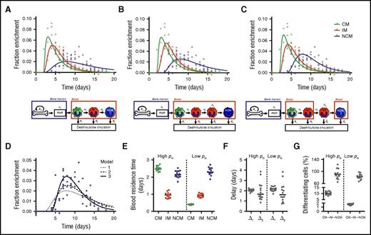 Figure 2. Linear differentiation models used to describe the data. Three different models were fitted to the (nonnormalized) DNA 2H-enrichment data. Because fits with a high or low rate of cell division in the BM (pm) are very similar, only the predicted curves with an estimated high pm are shown. The first model (A) assumes simple linear differentiation of CMs to IMs to NCMs in the blood. The other 2 models assume that IMs can mature into NCMs only after a delay of Δ2 days. The second model (B) assumes that this maturation step occurs in the blood, whereas in the third model (C), this takes place outside the circulation. Because the largest differences between the models lay in the fits of the NCMs, predicted curves for NCMs were plotted separately in panel D to allow for easier comparison. The third model produced the best fits (lowest Akaike information criterions), and thus it was used to estimate (E) the residence times of monocytes in the different monocyte subsets, (F) the delays in the PMP and between IM and NCM differentiation, and (G) the percentages of cells that differentiate from CMs into IMs or from IMs into NCMs (supplemental Methods). Data were obtained from 14 individuals, and both data and curves were normalized for plasma enrichment and intracellular dilution of label (supplemental Methods). Individual fits are shown in supplemental Figure 3 and the corresponding parameter estimates in supplemental Tables 1, 2, and 3.