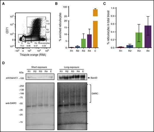 Figure 1. Total protein expression of DARC does not change significantly during reticulocyte maturation. (A) Reticulocytes were purified from peripheral blood as described in “Study design” and stained with CD71 and TO (RNA). The flow cytometry dot plot shows 4 subpopulations of circulating reticulocytes in adult peripheral blood: CD71high/TOhigh (R1), CD71low/TOhigh (R2), CD71neg/TOhigh (R3), CD71neg/TOlow (R4), and erythrocytes (E). (B-C) Quantification of the dot plot shown in panel A, after reticulocyte enrichment (B; N = 13), and normalized to the actual frequencies in adult peripheral blood (C; N = 13). (D) Reticulocyte subpopulations defined in panel A were sorted, and total protein lysate was subjected to SDS-polyacrylamide gel electrophoresis and western blotting. Blots were stained with anti-band 3 (top) and anti-DARC (clone 2C3; bottom). Note that DARC (calculated peptide mass, 35 kDa) presents as a diffuse pattern of bands as previously described. *a-Specific bands (supplemental Figure 1A).8,19