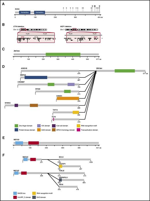 Figure 2. Genetic rearrangements associated with new BCP-ALL subtypes. (A) Schematic overview of the DUX4 protein with the position of the C-terminal truncations for 28 DUX4-rearranged BCP-ALL cases indicated by black circles. Data were adapted from Lilljebjörn et al.23 (B) Two examples of aberrations associated with ETV6-RUNX1–like ALL are depicted: cooccurring intrachromosomal deletions of 12p and 7p resulting in deletion of ETV6 and IKZF1. Besides deletions, the near ubiquitous ETV6 and IKZF1 alterations in this subtype can occur as small mutations or gene fusions with various partners. (C) Wild-type ZNF384 protein structure. (D) Schematic overview of reported ZNF384 fusion proteins.36-39 Alternate breakpoints have been reported in addition to those illustrated here for several of the fusions. A SMARCA2-ZNF384 fusion has also been reported,42 but is not represented because no breakpoint information was provided. (E) Wild-type MEF2D protein structure. (F) Schematic overview of MEF2D fusion proteins detected in MEF2D-rearranged BCP-ALL cases.23,42 MEF2D-CSF1R is not included because it reportedly does not share the MEF2D-rearranged gene expression profile.42