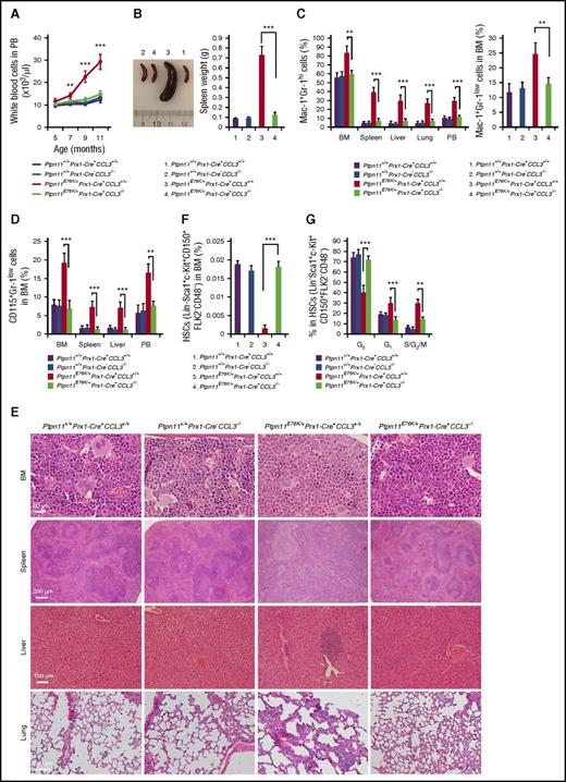 Figure 1. Leukemogenic effects of the Ptpn11E76K/+ mutation in the stem-cell microenvironment is abolished in Ptpn11E76K/+ Prx1-Cre+ CCL3−/− mice. (A) White blood cell counts in the peripheral blood (PB) of Ptpn11E76K/+Prx1-Cre+CCL3−/−, Ptpn11E76K/+Prx1-Cre+, CCL3−/−, and Ptpn11+/+Prx1-Cre+ mice (n = 5 mice per group) were determined at the indicated ages. (B-G) Ptpn11E76K/+Prx1-Cre+CCL3−/−, Ptpn11E76K/+Prx1-Cre+, CCL3−/−, and Ptpn11+/+Prx1-Cre+ mice were sacrificed at age 12 to 17 months. Spleen weights were documented (n = 7 mice per group) (B). Mac-1+Gr-1hi cells in the BM, spleen, liver, lung, and PB (n = 7 mice per group for BM, spleen, liver, and lung; n = 5 mice per group for PB) (C left), Mac-1+Gr-1low cells in the BM (n = 7 mice per group) (C right), and CD115+Gr-1low cells in the BM, spleen, liver, lung, and PB (n = 7 mice per group for BM, spleen, liver, and lung; n = 5 mice per group for PB) (D) were determined. Femurs, spleens, livers, and lungs were processed for histopathological examination (hematoxylin and eosin staining; n = 3 mice per group). Representative pictures are shown (E). The pool size of HSCs (Lin−Sca-1+c-Kit+CD150+CD48−Flk2−) in the BM (n = 7 mice per group) (F), and the cell-cycle distribution of HSCs in the BM (n = 7 mice per group) (G) were determined by multiparameter fluorescence-activated cell sorting. Data shown are mean ± standard deviation of all mice examined. **P < .01; ***P < .001.