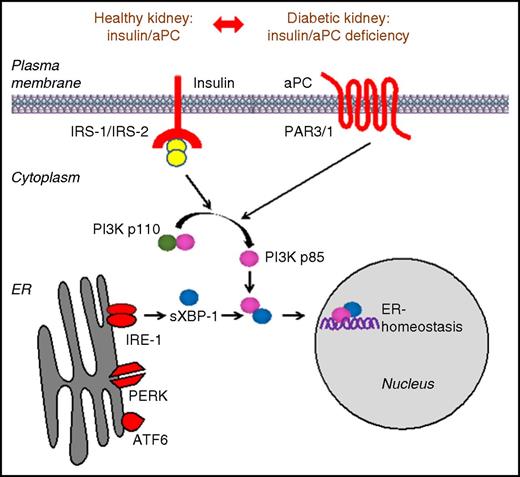 Schematic representation demonstrating that aPC can compensate for insulin deficiency in the context of DKD. Downstream signals from the insulin and PAR1/3 receptor converge via the PI3K pathway to regulate the cytoprotective ER transcription factor sXBP1 in podocytes. See Figure 6 in the article by Madhusudhan et al that begins on page 1445.