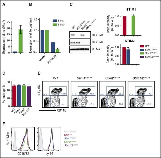 Figure 1. SOCE is not required for neutrophil development. (A-B) Expression of Stim1 and Stim2 determined by qPCR on cDNA from WT neutrophils either resting (A) or stimulated with zymosan (100 μg/mL) for 4 hours (B). (C) STIM protein levels in neutrophil lysates from Stim1f/f, Stim1VavCre, Stim2VavCre, and Stim1/2VavCre mice blotted for STIM1, STIM2, or actin control. (Right) Quantitation of band intensities from 2 to 3 blots. (D-F) Analysis of neutrophil number and phenotype in bone marrow isolated from Stim1f/f, Stim1VavCre, Stim2VavCre, and Stim1/2VavCre mice. Bar graphs represent mean ± standard error of the mean (SEM) compiled from 2 to 3 independent experiments. (D) Percentage of Ly6Ghi, CD11b+ neutrophils in bone marrow (n = 9-11). (E) Representative FACS plots from D. (F) Surface levels of CD16/32 and Ly6G (markers of mature neutrophils).
