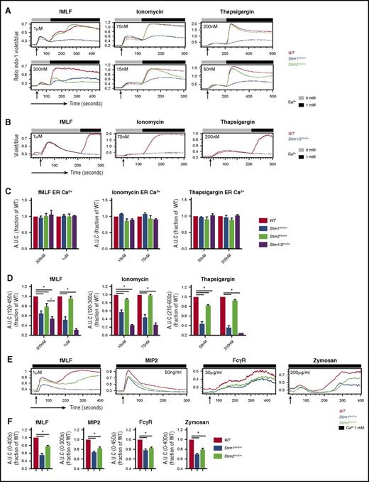 Figure 2. SOCE is selectively impaired at low doses of agonists in STIM2-deficient neutrophils. Analysis of SOCE in neutrophils from Stim1f/f, Stim1VavCre, Stim2VavCre, and Stim1/2VavCre mice measured by flow cytometry. (A) Bone marrow cells loaded with Indo-1 and labeled for Ly6G were stimulated with the indicated doses of fMLF, ionomycin, or thapsigargin. Cells were stimulated first in calcium-free media to analyze ER Ca2+ store release, followed by readdition of extracellular calcium. (B) Analysis of SOCE in neutrophils from WT and Stim1/2VavCre mice stimulated with the indicated agonist. (C) Quantification of ER store release (area under the curve of cells stimulated in 0 mM Ca2+) and (D) SOCE (area under the curve of segment after addition of 1 mM Ca2+); mean ± SEM from 3 to 4 independent experiments. *P < .05. (E) Calcium flux in cells stimulated with the indicated agonists in media containing physiological calcium (1 mM). To synchronize zymosan particle uptake and calcium flux, cells were incubated with zymosan on ice in media containing 1 mM Ca2+ and then placed in a 37°C water bath during flow cytometry to induce stimulation. (F) Quantification of E, area under the curve of indicated time segment represented as mean ± SEM from 3 to 4 independent experiments.