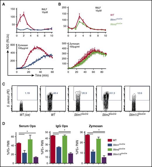 Figure 3. STIM2 is minimally required for neutrophil bactericidal responses. (A-C) Analysis of ROS production in WT, Stim1VavCre (A), and Stim2VavCre neutrophils (B) stimulated with formyl-methionine-leucine-phenylalanine (fMLF) or zymosan. (C-D) Analysis of phagocytosis by WT, Stim1VavCre, Stim2VavCre, and Stim1/2VavCre neutrophils. Neutrophils were incubated for 30 minutes with pHrodo Red-labeled S aureus opsonized with serum or anti-S aureus immunoglobulin G or pHrodo Red zymosan particles. Internalized particles were quantified by percentage of phycoerythrin-stained cells, compared with samples on ice (D). A representative FACS plot is shown in (C). Mean ± SEM compiled from 2 to 4 independent experiments. *P < .05.