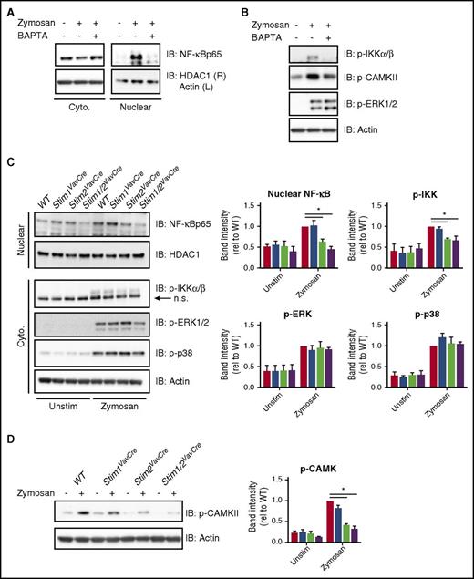 Figure 5. STIM2-mediated SOCE regulates activation of NF-κB. (A-B) Analysis of calcium-dependent activation of NF-κB and upstream signaling pathways in WT neutrophils. Neutrophils were stimulated with zymosan (100 μg/mL) in the presence or absence of BAPTA-AM to chelate available calcium. Nuclear and cytoplasmic fractions were immunoblotted for the indicated proteins. (C) Analysis of NF-κB activation and upstream signaling pathways in WT, Stim1VavCre, Stim2VavCre, and Stim1/2VavCre neutrophils stimulated with zymosan (100 μg/mL). Nuclear and cytoplasmic fractions were blotted for the indicated proteins. n.s., nonspecific band. Blots are representative of more than 3 independent experiments. (Right) Mean band intensities (normalized to WT) ± SEM compiled from 3 to 4 independent experiments. (D) Analysis of phospho-CAMKII in cytoplasmic fractions of WT, Stim1VavCre, Stim2VavCre, and Stim1/2VavCre neutrophils stimulated with zymosan (100 μg/mL). (Right) Mean band intensities (normalized to WT) ± SEM compiled from 3 to 4 independent experiments. Cyto., cytoplasmic.