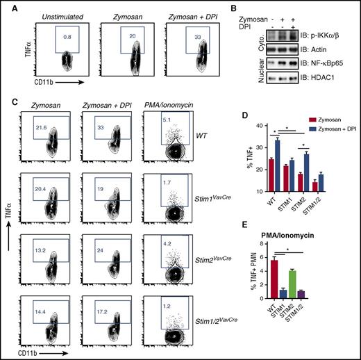 Figure 6. ROS-mediated inhibition of cytokine production imparts a selective role for STIM2 in neutrophils. (A) Analysis of TNFα production in WT neutrophils treated with the NADPH oxidase inhibitor DPI. Bone marrow cells (1 × 106) from WT mice were incubated with zymosan (100 μg/mL) for 5 hours with or without DPI (10 μM), and TNFα levels were measured by intracellular staining. (B) Analysis of NF-κB activation in WT neutrophils treated with DPI. Isolated neutrophils were stimulated with zymosan (100 μg/mL) in the presence or absence of DPI (10 μM), and nuclear and cytoplasmic fractions were blotted for the indicated proteins. (C) Bone marrow cells (1 × 106) from WT, Stim1VavCre, Stim2VavCre, and Stim1/2VavCre mice were incubated with zymosan (100 μg/mL) for 5 hours with or without the NADPH oxidase inhibitor DPI (10 μM) or PMA/Ionomycin, and TNFα levels were measured by intracellular staining. (C) Representative FACS plots. (D-E) Mean ± SEM compiled from 2 to 3 independent experiments. *P < .05.