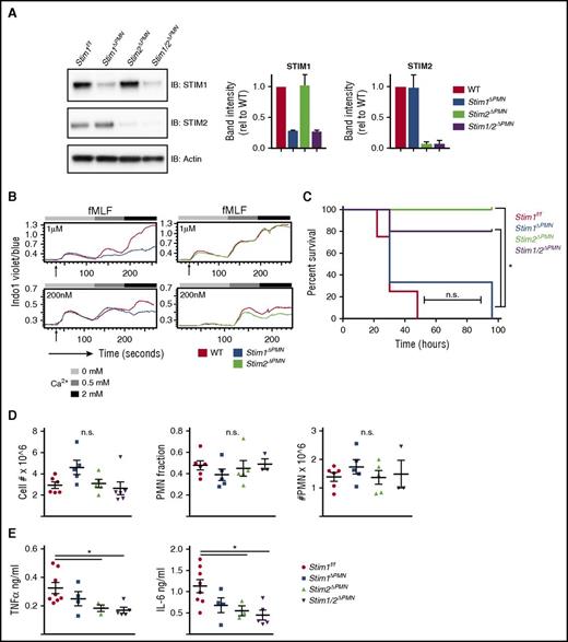 Figure 7. Neutrophil-specific deletion of STIM2 protects against cytokine-mediated systemic inflammation. (A) Analysis of STIM1 and STIM2 protein expression in mice with neutrophil-specific deletion. Neutrophils were isolated from WT, Stim1ΔPMN, Stim2ΔPMN, Stim1/2ΔPMN mice, and levels of STIM1 and STIM2 were determined by western blot. (Right) Quantitation of mean ± SEM from 2 to 3 experiments. (B) Functional analysis of calcium flux in bone marrow neutrophils from WT, Stim1ΔPMN, and Stim2ΔPMN mice. Cells were loaded with Indo-1 and calcium flux determined by flow cytometry. (C-E) WT, Stim1ΔPMN, and Stim2ΔPMN and Stim1/2ΔPMN mice were injected with zymosan 500 mg/kg intraperitoneally and followed for survival (C) or sacrificed at 6 hours and the peritoneal lavage obtained for cell counts, identification of neutrophils by flow cytometry (D), and measurement of TNFα and IL-6 by ELISA (E). Survival data represent 7 to 9 mice per group. Cell counts and cytokine levels are representative of 2 independent experiments and expressed as mean ± SEM. *P < .05.