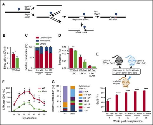 Figure 1. Rev1 hematopoietic stem cell (HSC) display competitive and proliferative defects (see also supplemental Figure 1). The involvement of TLS in tolerance of endogenous DNA damage in the hematopoietic system was investigated by analyzing Rev1 blood and bone marrow, by competitive repopulation experiments, and by culture of hematopoietic stem and progenitor cells (HSPCs) in vitro. *P < .05; **P < .01; ***P < .001; ****P < .0001. Data are mean ± standard error of the mean (SEM). (A) Helix-distorting nucleotide lesions (blue spheres) can be repaired by ggNER, dependent on the Xpc gene. In case a lesion escapes timely repair, it arrests processive replication (black rectangle), resulting in replication stress and DNA damage signaling. The lesion can be bypassed postreplicatively by Rev1-dependent DNA TLS (zig-zag line). Thereby, TLS prevents the induction of replication stress and double-stranded DNA (dsDNA) breaks. TLS frequently misincorporates (in red) opposite the damaged nucleotide, which originates nucleotide substitution mutations. (B) Cytopenia in 26- to 30-month-old Rev1 mice (n = 11), compared with age-matched WT mice (n = 6). (C) Relative contribution of myeloid and lymphoid cells in the WT and Rev1 blood at 3 months of age (3m) and when moribund (MB). N = 10. (D) Frequencies of LSK, LSK34-, and LSK-SLAM cells in bone marrow of 5-month-old Rev1 (n = 5) and WT mice (n = 5). Frequencies are depicted as percent of mononuclear cells. (E) Impaired function of Rev1-deficient HSCs as demonstrated by competitive repopulation assays. Scheme of competitive transplantation experiments (top). Competitive transplantation of WT (n = 9) and Rev1 HSCs (n = 8) (bottom). (See also supplemental Figure 1.) (F) Impaired proliferative capacity of HSPCs as demonstrated by reduced CAFC numbers from 5-month-old WT (n = 4) and Rev1 (n = 4) mice. (G) Sizes of colonies after single-cell sorting of LSK-SLAM cells from 5-month-old Rev1 (n = 3) and WT (n = 3) mice.