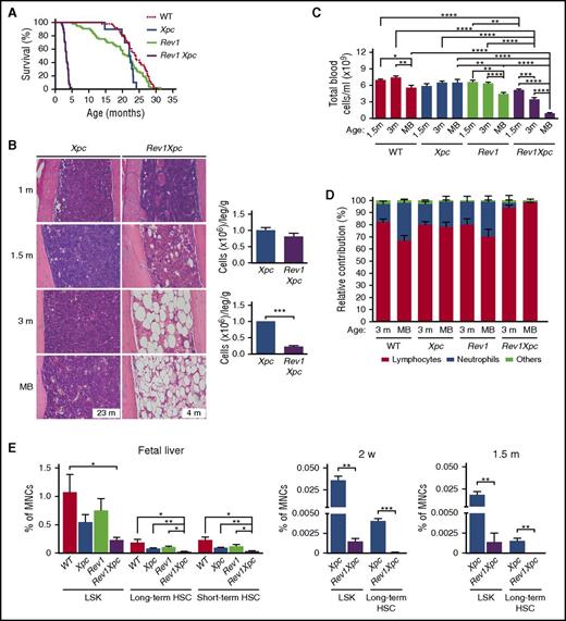 Rev1-dependent tolerance of unrepaired endogenous nucleotide lesions protects HSCs (see alsosupplemental Figures 2 and 3). Analysis of the hematopoietic system of WT, ggNER (Xpc), TLS (Rev1), and TLS + ggNER (Rev1Xpc) mice reveals that ggNER and TLS jointly protect HSPCs against cell-autonomous genotoxicity of endogenous helix-distorting DNA lesions. *P < .05; **P < .01; ***P < .001; ****P < .0001. Data are mean ± SEM. (A) Kaplan-Meier curves depicting survival of mice of all 4 genotypes: WT (n = 64), Xpc (n = 10), Rev1 (n = 53), and Rev1Xpc (n = 41). Survival of the different genotypes was compared with WT mice using the Wilcoxon test. (B) Progressive bone marrow aplasia in Rev1Xpc mice. Bar represents 50 μm. Xpc: 1 m (n = 3), 1.5 m (n = 3), 3 m (n = 3), MB (n = 6). Rev1Xpc: 1 m (n = 3), 1.5 m (n = 3), 3 m (n = 3), MB (n = 3). Right panels: Quantification of bone marrow cells at 1 (Xpc, n = 10; Rev1Xpc, n = 11) and 1.5 months (Xpc, n = 4; Rev1Xpc, n = 4) of age, respectively. (C) Rev1Xpc mice develop severe cytopenia. m, months; MB, moribund (see panel A for survival data). WT: 1.5 m (n = 8), 3 m (n = 7), MB (n = 12). Xpc: 1.5 m (n = 5), 3 m (n = 12), MB (n = 7). Rev1: 1.5 m (n = 6), 3 m (n = 17), MB (n = 33). Rev1Xpc: 1.5 m, (n = 10), 3 m (n = 11), MB (n = 10). (D) Relative contribution of myeloid and lymphoid cells in the blood of all genotypes. Note the low contribution of neutrophils specifically in Rev1Xpc blood. (E) Bone marrow aplasia in Rev1Xpc mice is caused by progressive loss of long-term HSCs (LSK-SLAM cells). MNCs, mononuclear cells. Number of mice analyzed: fetal liver: n = 4 for all genotypes. Two-weeks old: Xpc (n = 3), Rev1Xpc (n = 3); 1.5-months old: Xpc (n = 4), Rev1Xpc (n = 4). (F) Increased S/G2/M fractions in Rev1Xpc LSK cells, long-term and short term HSCs from fetal liver, suggesting increased replication, as shown by Ki67 staining (G0 cells are Ki67-negative). N = 4 for all genotypes. (G) Increased proliferation of Rev1Xpc HSPCs as demonstrated by in vivo BrdU labeling. Xpc (n = 3) and Rev1Xpc (n = 3) mice. (H) Rescue of early death, bone marrow aplasia, and cytopenia of Rev1Xpc mice by transplantation with Xpc bone marrow, indicating a hematopoietic cell-intrinsic origin of HSC exhaustion. Survival: Rev1Xpc (n = 41), transplanted Rev1Xpc (n = 10). Bone marrow: Rev1Xpc (n = 3), transplanted Rev1Xpc (n = 5). Blood cellularity: Rev1Xpc (n = 10), transplanted Rev1Xpc (n = 7). Survival of Rev1Xpc mice was compared with WT mice using the Wilcoxon test.