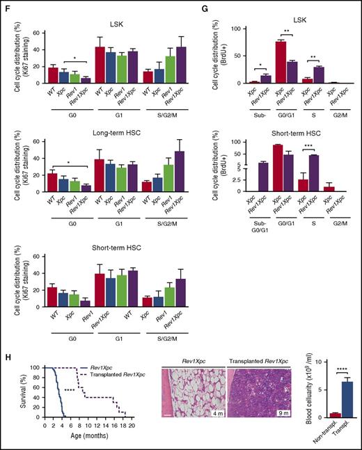 Rev1-dependent tolerance of unrepaired endogenous nucleotide lesions protects HSCs (see alsosupplemental Figures 2 and 3). Analysis of the hematopoietic system of WT, ggNER (Xpc), TLS (Rev1), and TLS + ggNER (Rev1Xpc) mice reveals that ggNER and TLS jointly protect HSPCs against cell-autonomous genotoxicity of endogenous helix-distorting DNA lesions. *P < .05; **P < .01; ***P < .001; ****P < .0001. Data are mean ± SEM. (A) Kaplan-Meier curves depicting survival of mice of all 4 genotypes: WT (n = 64), Xpc (n = 10), Rev1 (n = 53), and Rev1Xpc (n = 41). Survival of the different genotypes was compared with WT mice using the Wilcoxon test. (B) Progressive bone marrow aplasia in Rev1Xpc mice. Bar represents 50 μm. Xpc: 1 m (n = 3), 1.5 m (n = 3), 3 m (n = 3), MB (n = 6). Rev1Xpc: 1 m (n = 3), 1.5 m (n = 3), 3 m (n = 3), MB (n = 3). Right panels: Quantification of bone marrow cells at 1 (Xpc, n = 10; Rev1Xpc, n = 11) and 1.5 months (Xpc, n = 4; Rev1Xpc, n = 4) of age, respectively. (C) Rev1Xpc mice develop severe cytopenia. m, months; MB, moribund (see panel A for survival data). WT: 1.5 m (n = 8), 3 m (n = 7), MB (n = 12). Xpc: 1.5 m (n = 5), 3 m (n = 12), MB (n = 7). Rev1: 1.5 m (n = 6), 3 m (n = 17), MB (n = 33). Rev1Xpc: 1.5 m, (n = 10), 3 m (n = 11), MB (n = 10). (D) Relative contribution of myeloid and lymphoid cells in the blood of all genotypes. Note the low contribution of neutrophils specifically in Rev1Xpc blood. (E) Bone marrow aplasia in Rev1Xpc mice is caused by progressive loss of long-term HSCs (LSK-SLAM cells). MNCs, mononuclear cells. Number of mice analyzed: fetal liver: n = 4 for all genotypes. Two-weeks old: Xpc (n = 3), Rev1Xpc (n = 3); 1.5-months old: Xpc (n = 4), Rev1Xpc (n = 4). (F) Increased S/G2/M fractions in Rev1Xpc LSK cells, long-term and short term HSCs from fetal liver, suggesting increased replication, as shown by Ki67 staining (G0 cells are Ki67-negative). N = 4 for all genotypes. (G) Increased proliferation of Rev1Xpc HSPCs as demonstrated by in vivo BrdU labeling. Xpc (n = 3) and Rev1Xpc (n = 3) mice. (H) Rescue of early death, bone marrow aplasia, and cytopenia of Rev1Xpc mice by transplantation with Xpc bone marrow, indicating a hematopoietic cell-intrinsic origin of HSC exhaustion. Survival: Rev1Xpc (n = 41), transplanted Rev1Xpc (n = 10). Bone marrow: Rev1Xpc (n = 3), transplanted Rev1Xpc (n = 5). Blood cellularity: Rev1Xpc (n = 10), transplanted Rev1Xpc (n = 7). Survival of Rev1Xpc mice was compared with WT mice using the Wilcoxon test.