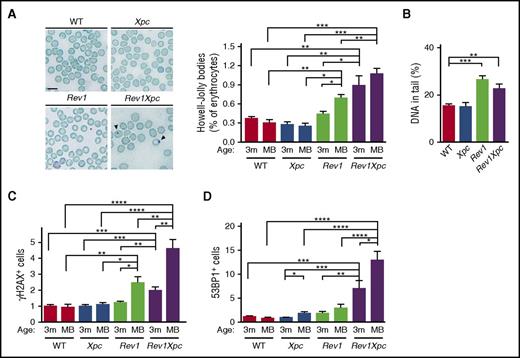Figure 3. Rev1 protects against replication stress and genomic breaks in the hematopoietic system (see also supplemental Figure 4). We investigated the induction of DNA breaks in the absence of Rev1-mediated TLS at endogenous helix-distorting DNA lesions in blood and bone marrow. *P < .05; **P < .01; ***P < .001; ****P < .0001. Data are mean ± SEM. (A) Chromosome fragments (Howell-Jolly bodies, arrowheads) in erythrocytes of 3-month-old Rev1 and Rev1Xpc mice. Bar represents 10 μm. Right panel: quantification. WT: 3 m (n = 5), MB (n = 6). Xpc: 3 m (n = 5), MB (n = 6). Rev1: 3 m (n = 5), MB (n = 9). Rev1Xpc: 3 m (n = 6), MB (n = 8). (B) Chromosome breaks outside of S phase, measured by single-cell alkaline comet gel electrophoresis of bone marrow of 3-month-old mice. WT (n = 4), Xpc (n = 4), Rev1 (n = 4), Rev1Xpc (n = 4). Comet intensities of BrdU-negative cells are shown. Increased DNA breaks in bone marrow hematopoietic cells of Rev1 and Rev1Xpc mice as demonstrated by γH2AX (C) and 53BP1 (D) immunostaining. The fraction of positive cells shown was normalized relative to 3-month-old WT. WT: 3 m (n = 8), MB (n = 6). Xpc: 3 m (n = 7), MB (n = 6). Rev1: 3 m (n = 6), MB (n = 6). Rev1Xpc: 3 m (n = 5-6), MB (n = 9).